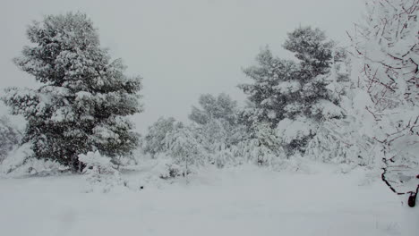 Märchenhafte-Schneebedeckte-Bäume-Nach-Dem-Seltenen-Medea-Frostigen-Blizzard-In-Athen