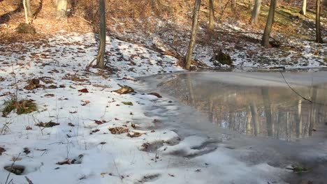 Frozen-water-puddle-and-snow-covered-forest-undergrowth-in-golden-sunlight