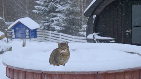 Lustige-Katze,-Die-Beim-Schneien-Auf-Einer-Eiskalten-Schneeumgebung-Steht