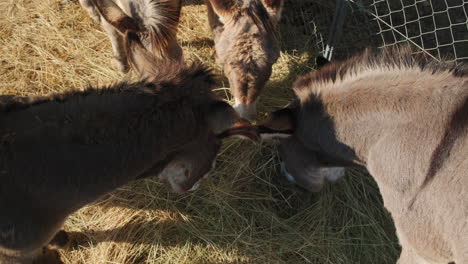 Close-up-top-view-showing-group-of-young-donkeys-eating-hay-on-sunny-day-outdoors-on-farm