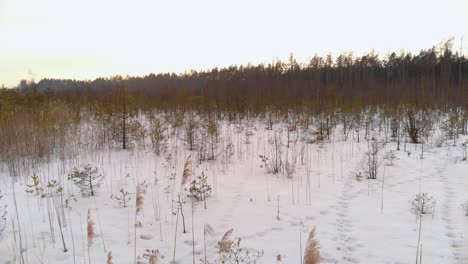 Low,-slow-flight-over-frozen-grasslands-accelerating-towards-snowy-forest-in-Latvia