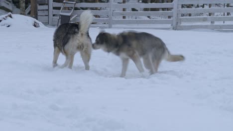 Two-Siberian-huskies-playing-over-a-snowed-field-in-Norway