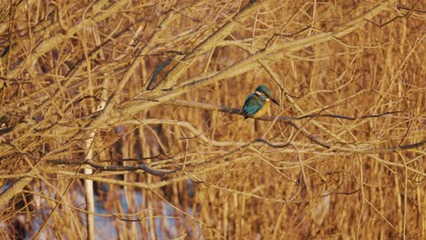 Common-Kingfisher-sitting-on-a-branch-in-the-forest