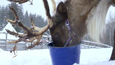 Close-shot-of-a-reindeer-eating-from-a-bucket-in-a-farm-of-Norway-while-snowing