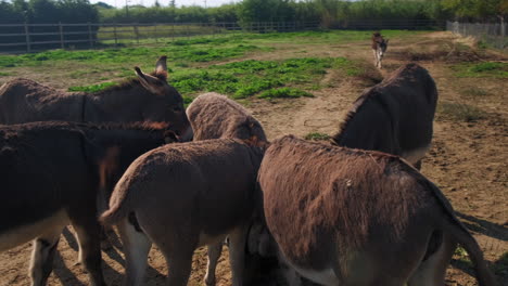 Close-up-orbit-shot-of-donkey-family-eating-fresh-food-on-outdoor-farm-during-beautiful-sunlight