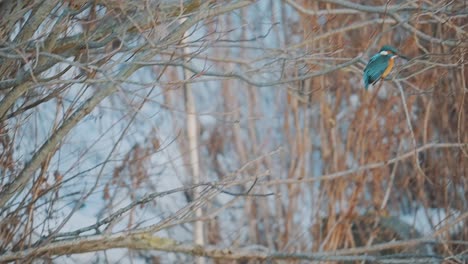 Kingfisher-bird-landing-on-a-tree-branch