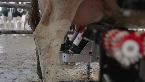 Teat-Cup-Shells-Attach-One-By-One-Into-The-Udders-Of-The-Dairy-Cattle