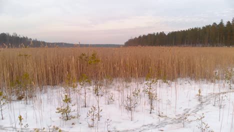 Low-flying-aerial-over-snow-in-a-grassy-field-near-forests-in-Latvia