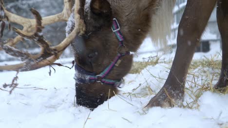 Close-view-of-the-head-of-a-reindeer-eating-grass-in-a-snowed-forest