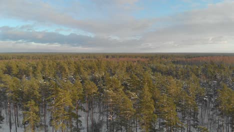 Descending-into-a-snowy-forest-with-evergreen-trees-under-a-blue-sky-in-Latvia