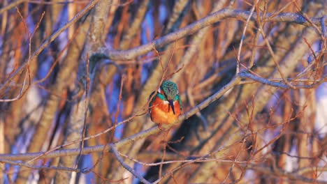Colourful-Kingfisher-perched-on-branches-while-scouting-for-prey-below