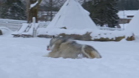 Dos-Huskies-Jugando-Entre-Ellos-Sobre-La-Nieve
