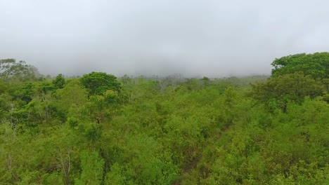 Misty-morning-over-lush-green-vegetation-in-Tambora-National-Park,-Sumbawa,-Indonesia