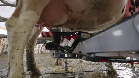 Process-Of-Cleaning-The-Udders-Of-The-Cattle-Using-A-Wheel-Brush-From-The-Milking-Machine