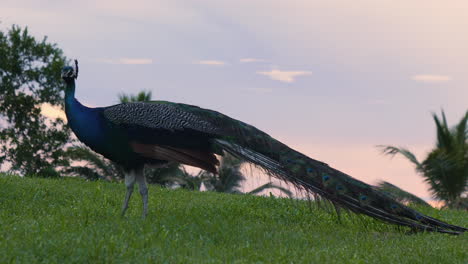 Peacock-foraging-for-food-on-grassy-bluff-overlooking-Pacific-Ocean