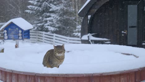 Gato-Gracioso-Limpiándose-Mientras-Se-Sienta-En-La-Nieve