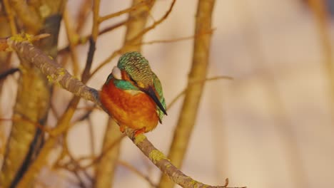 Kingfisher-sleeping-on-branch,-Veluwe-National-Park,-Netherlands,-close-up