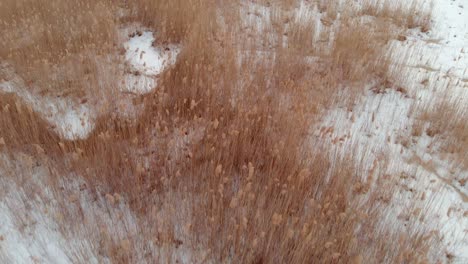 Looking-down-over-grass-in-a-frozen,-snowy-swamp-in-winter-in-Latvia
