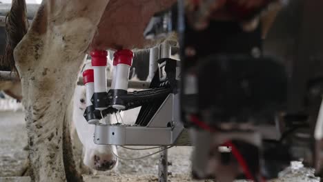 Automatic-Milking-Machine-Lowers-Down-And-Disconnect-The-Teat-Cup-From-The-Udders-Of-The-Dairy-Cow