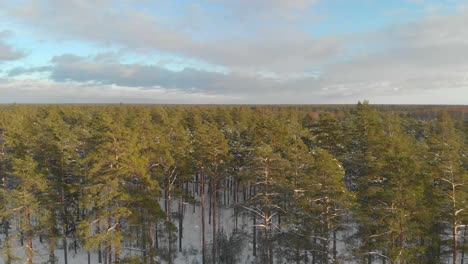Flying-low-over-treetops-at-golden-hour-on-a-snowy,-winter-evening-in-Latvia