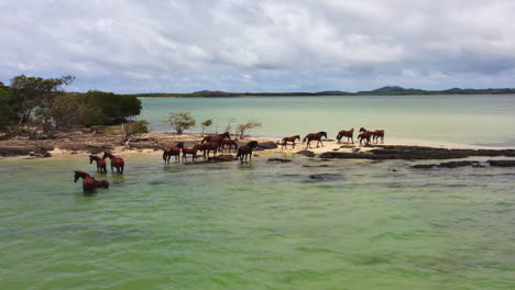 Herd-of-wild-horses-in-north-New-Caledonia-standing-on-small-sandspit