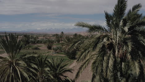 Una-Hermosa-Toma-Aérea-Sobre-Un-Palmeral-En-Ouarzazate-Con-Vistas-A-Las-Montañas-Nevadas