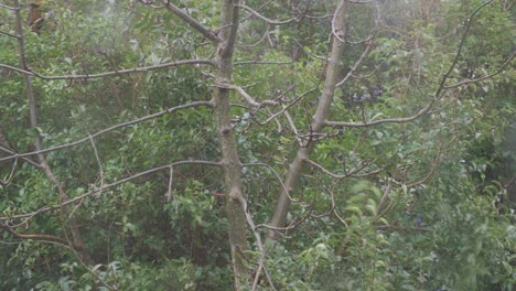 Close-up-of-trees-and-branches-during-strong-winds