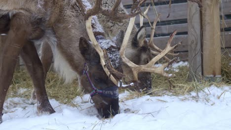 Two-farm-reindeers-eating-hay-in-Norway-while-snowing