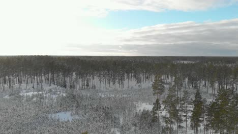 Forest-landscape-on-winter-day,-snow-on-ground-on-sunny-day,-Latvia,-northern-Europe