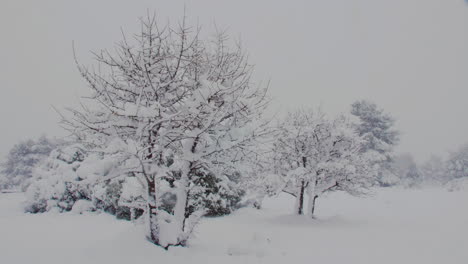 Winter-white-snow-covered-trees-in-frosty-fairy-tale-blizzard-slow-pan-right