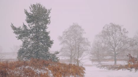 Friedliche-Winterlandschaft-Mit-Leichtem-Schnee,-Der-Vom-Grauen-Himmel-Fällt