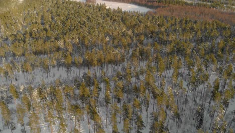 Scenic-top-down-aerial-view-of-pine-tree-forest-on-winter-snowy-day,-drone-tilts-up-reveal-vast-landscape,-Latvia,-Kurzeme