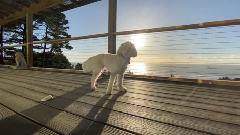 White-maltese-dog,-posing-outside-on-house-deck,-over-ocean-sunset