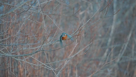 Kingfisher-bird-diving-off-perch-to-catch-a-fish