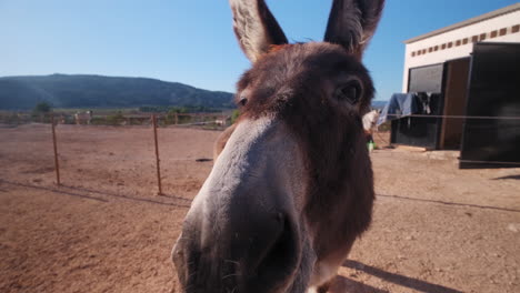 Funny-Macro-portrait-shot-of-brown-donkey-on-farm-surrounded-by-flies,-smelling-camera