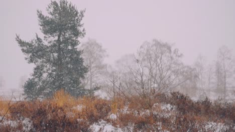 Scenic-View-on-Winter-Landscape-with-Trees,-Snow-Falling,-Slow-motion