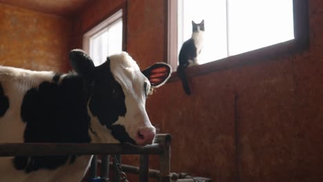 Rinder-Auf-Einem-Holzschuppen-Neben-Einer-Katze-Ruhten-An-Sonnigen-Tagen-Auf-Einem-Fenster