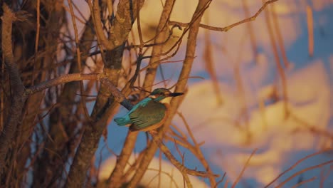 Hermoso-Pájaro-Martín-Pescador-Sentado-En-La-Rama-De-Un-árbol-Y-Volando