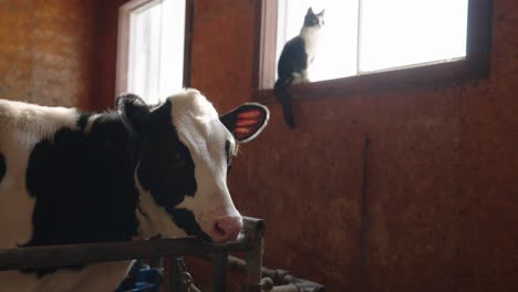 Dairy-Cow-Stares-At-The-Camera-With-A-Cat-Perched-On-The-Window-On-The-Background
