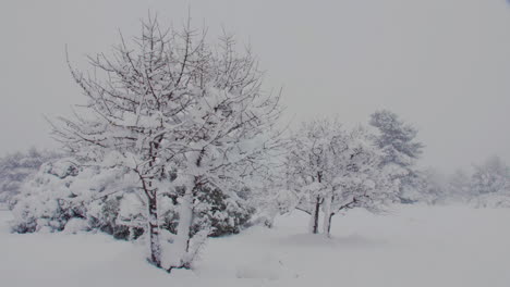 Idyllisches-Wintermärchen-Schneebedeckte-Bäume-Während-Frostiger-Medea-Athen-Blizzard-Langsam-Linke-Pfanne