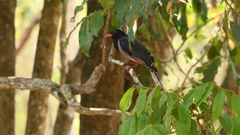 Red-billed-Blue-Magpie,-Urocissa-erythroryncha,-4K-Footage,-Huai-Kha-Kaeng-Wildlife-Sanctuary