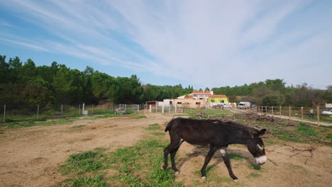 Slow-motion-wide-shot-of-black-donkey-walking-on-grass-field-farm-during-sunny-day-and-blue-sky