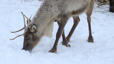 Reindeer-searching-for-food-under-the-snow-in-a-forest-of-Scandinavia