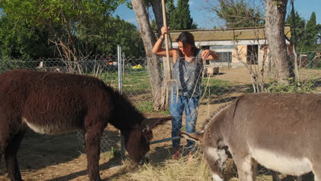 Farmer-Woman-feeding-happy-donkeys-with-fresh-hay-on-a-beautiful-sunny-day