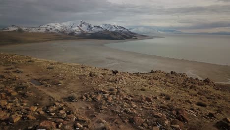 A-bison-roams-at-the-top-of-a-mountain-along-the-Great-Salt-Lake-just-before-sunset-on-a-winter-day