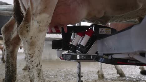 Automatic-Milking-System-Brushes-The-Udders-Of-The-Dairy-Cow