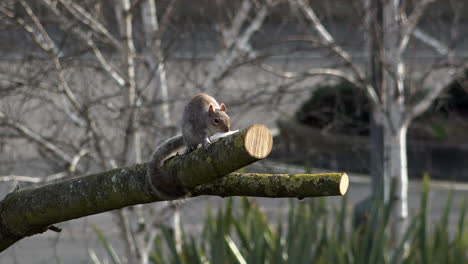 A-Grey-Squirrel-sits-on-the-end-of-a-tree-branch-and-eats-a-piece-of-bread