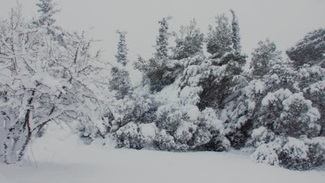 Saisonale-Winterlandschaft-Idyllische-Schneebedeckte-Bäume-Während-Des-Frostigen-Schneesturms