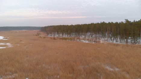 High-drone-aerial-over-golden-frozen-grass-in-a-swamp-in-Latvia