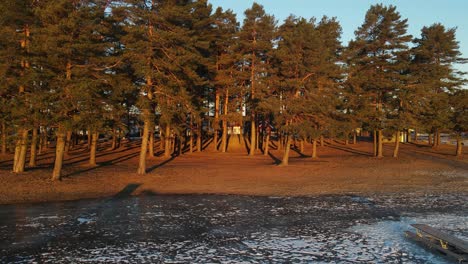 Zooming-out-drone-footage-of-pine-forest-at-frozen-beach-at-sunrise-in-Southern-Norway
